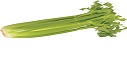 Celery